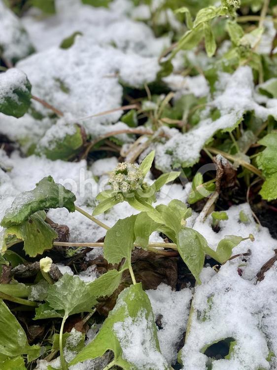 フキノトウ(蕗の薹)と雪 フキノトウ,蕗のとう,蕗の薹の写真素材