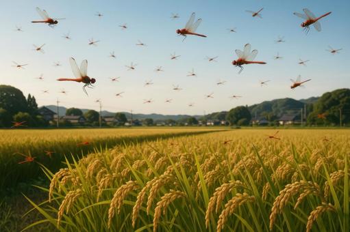秋の田んぼを飛び交う赤とんぼの写真