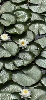 蓮の花 睡蓮,蓮,花の写真素材