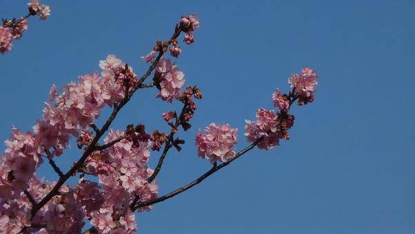 桜 04 桜 04の写真