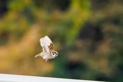 Young sparrow (52), JPG Young sparrow (52), JPG