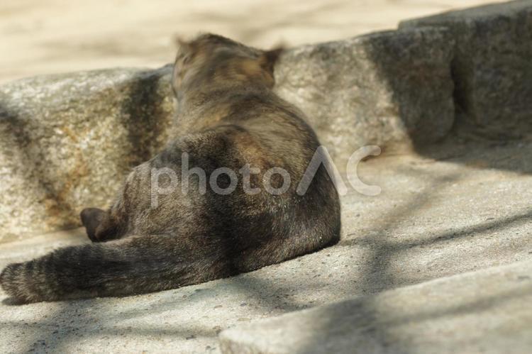 ねこ のらねこ,にゃんこ,可愛いの写真素材