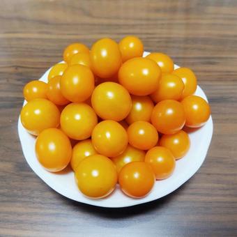 収穫野菜12(ミニトマト) 収穫野菜12(ミニトマト) ミニトマト,食べ物,新鮮の写真素材