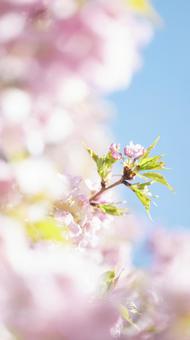cherry blossoms, JPG