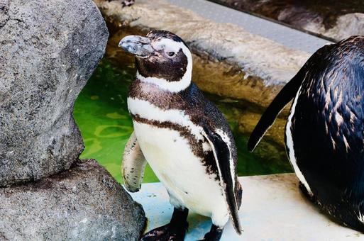 Penguin 3, JPG Penguin 3, JPG