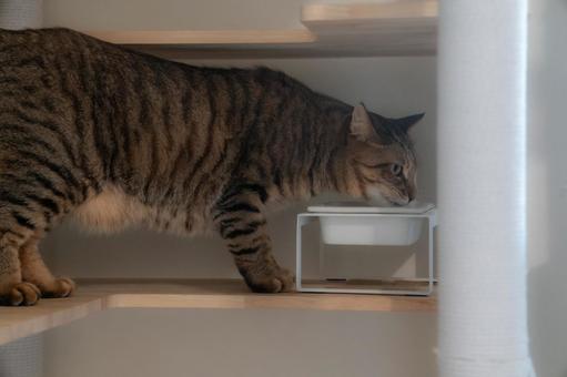 キャットタワーで水を飲む猫 キャットタワーで水を飲む猫の写真