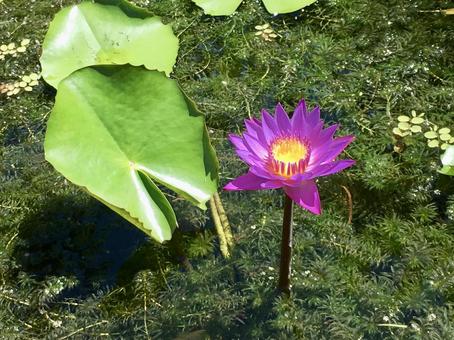 蓮の花 紫 蓮の花 紫の写真