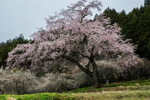 生出地区の枝垂桜⑷ 生出地区の枝垂桜⑷の写真