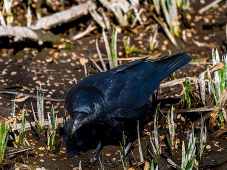 カラスのアップ カラスのアップの写真