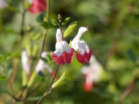 【花の写真】チェリーセージ チェリーセージ,植物,花の写真素材