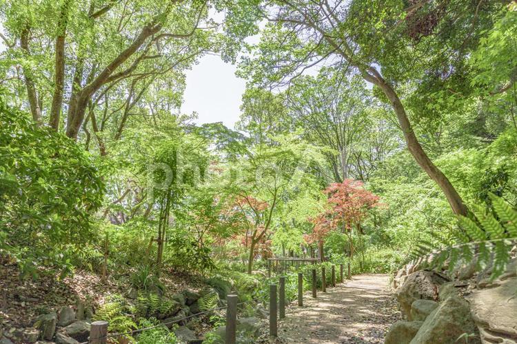 新緑　公園　自然 新緑,自然,公園の写真素材