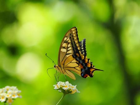 キアゲハ キアゲハの写真