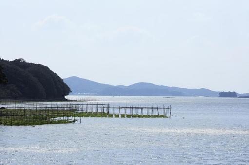 伊勢志摩 海苔粗朶 英虞湾 養殖 伊勢志摩 海苔粗朶 英虞湾 養殖 英虞湾,海苔,海苔粗朶の写真素材