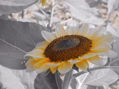 ひまわり ひまわり ひまわり,黄色,花の写真素材