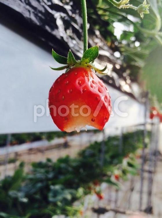 欠けいちご フルーツ,果物,木の写真素材