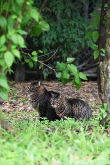 野良猫の写真