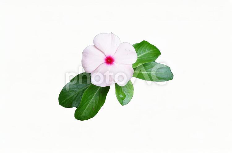 白い日日草の花と葉（PSDあり） 日日草,psd,切り抜きの写真素材