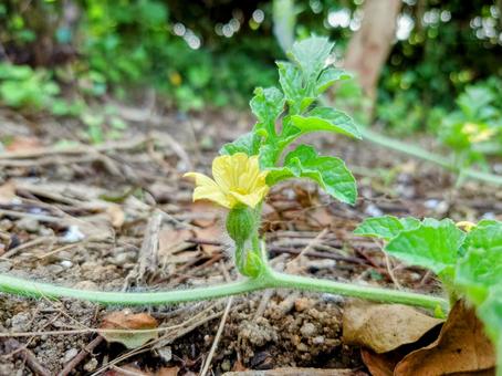 スイカの雌花 スイカ,すいか,西瓜の写真素材