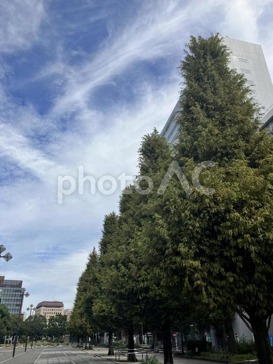 大通公園の並木 縦長写真,大通り公園,並木道の写真素材