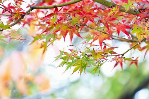 紅葉と黄葉の混合グラデーション 紅葉,モミジ,カエデの写真素材