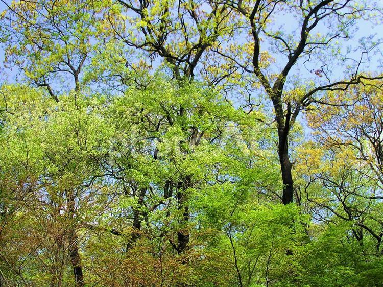 樹木と空 新緑,木漏れ日,青空の写真素材