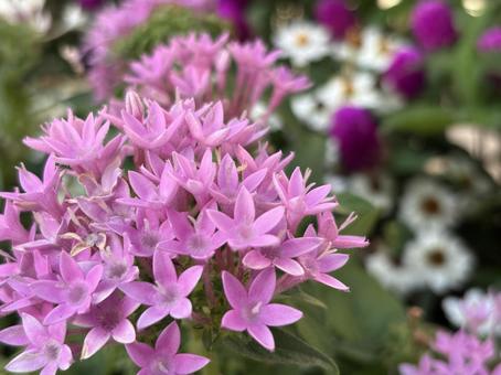 紫の花 紫の花の写真