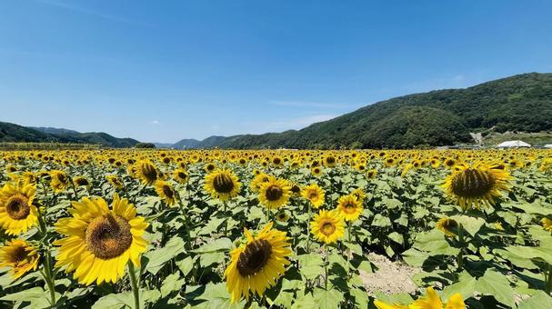 ひまわり畑 ひまわり畑 ひまわり,向日葵,背景の写真素材