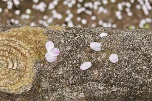 桜の花びら 桜の花びらの写真