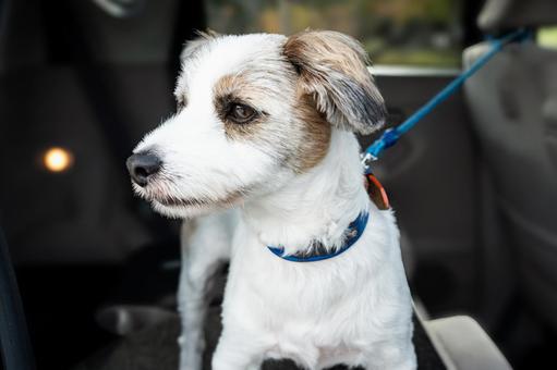 車に乗った犬の写真