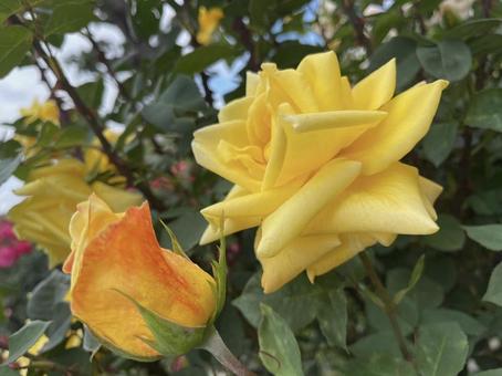 バラ バラ,花,庭の写真素材