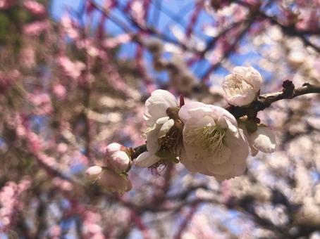 梅の花の写真