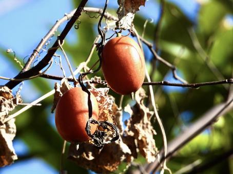 fruit tree, impianto, legno, frutta, JPG