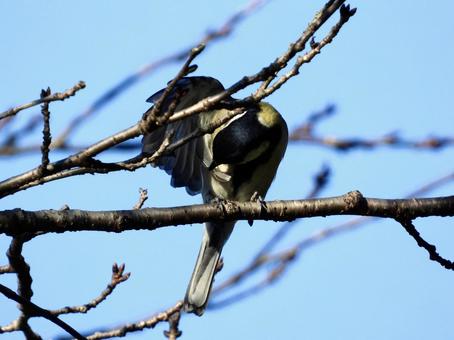 毛繕いをするシジュウカラ 毛繕いをするシジュウカラの写真