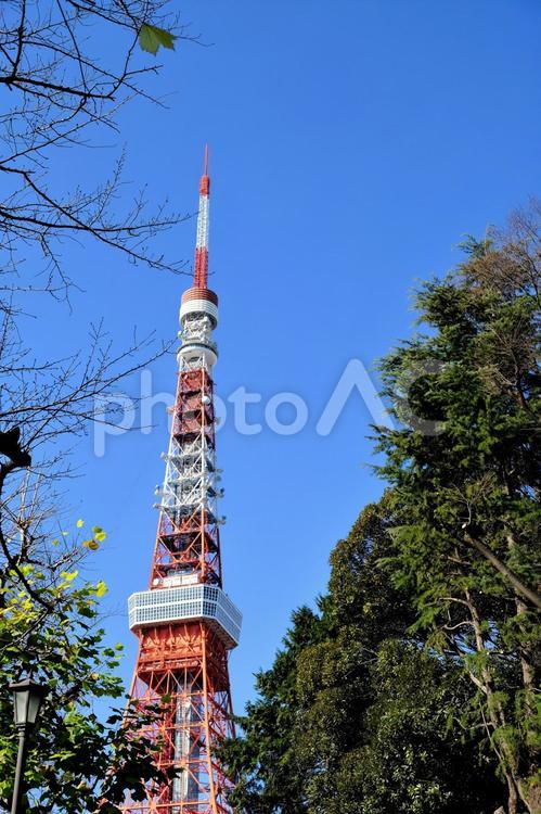 増上寺界隈６ コピースペース,冬,建物の写真素材