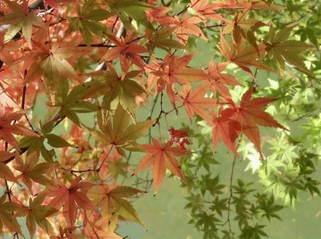 紅葉 紅葉の写真