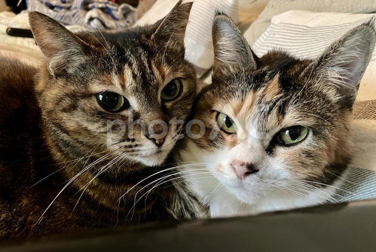 猫 猫,ネコ,ねこの写真素材