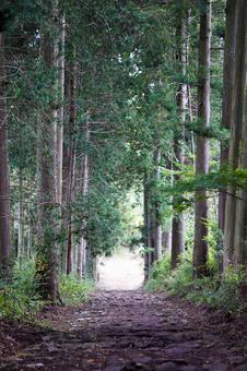 森の道 森,道,森林の写真素材