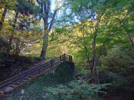塩川滝の自然の木々と階段	 林道,山道,ハイキングの写真素材