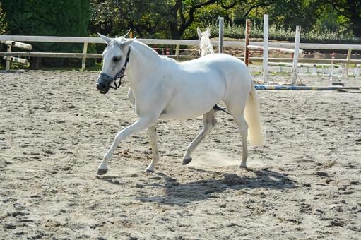 馬場を気持ち良さそうに走る白馬 うま,ウマ,馬の写真素材
