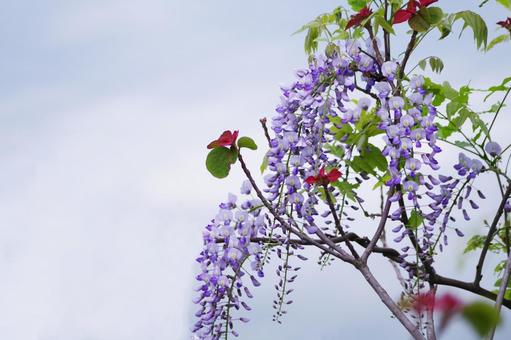 Wisteria flower, JPG Wisteria flower, JPG