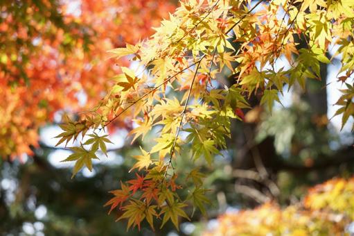 Vivid maple scenery, JPG