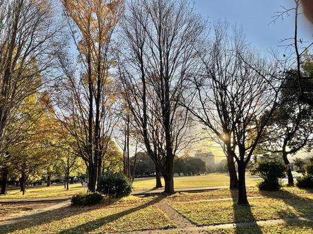 秋の公園 秋の公園の写真