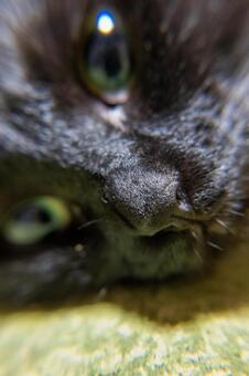 クロネコのアップ クロネコ,鼻,ネコの写真素材