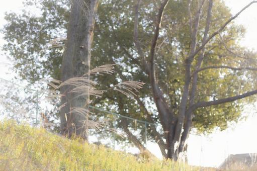 秋のススキ 秋のススキの写真