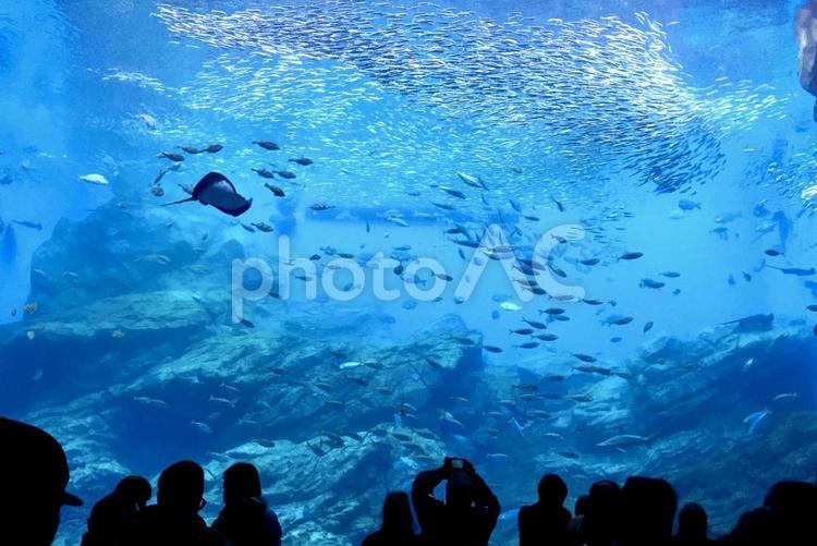 水族館　　背景素材　イメージ　バーチャル背景　水槽 水族館,魚,海の写真素材