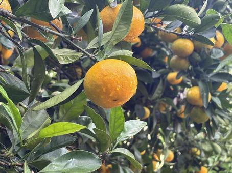 みかん みかん,みかん狩り,柑橘の写真素材