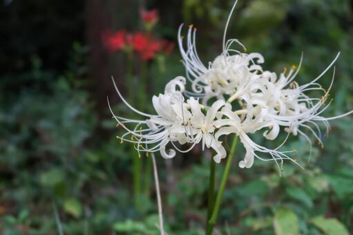 [秋]彼岸花の写真