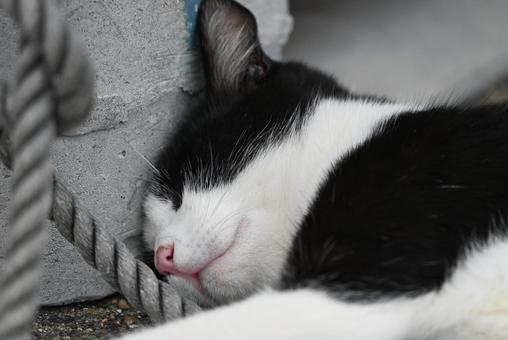走島のにゃんこ達 走島のにゃんこ達 猫,哺乳類,三毛猫の写真素材