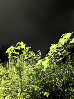 夜の公園と草 夜の公園と草の写真