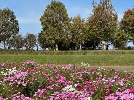 コスモス畑の写真